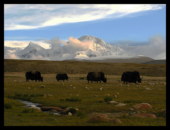 SHISHA PANGMA AND GRAZING YAKS