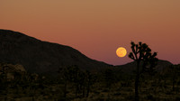 DESERT MOON