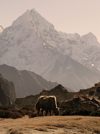 GRAZING YAK