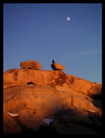 CATCHING THE LAST LIGHT