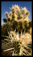SILVER CHOLLA