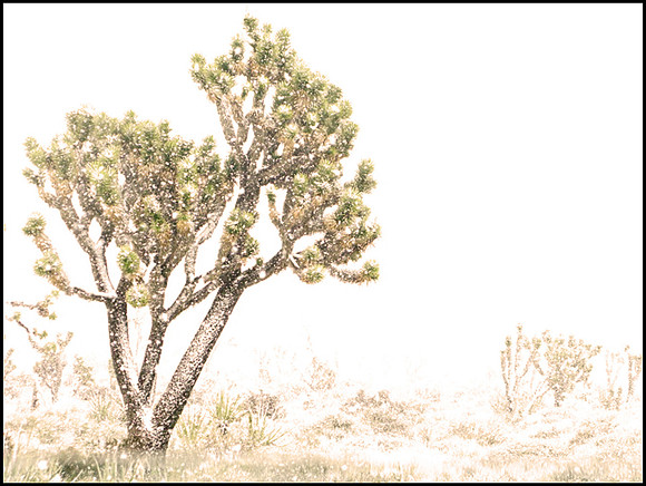SNOW IN THE DESERT