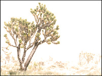 SNOW IN THE DESERT