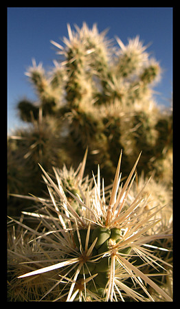SILVER CHOLLA